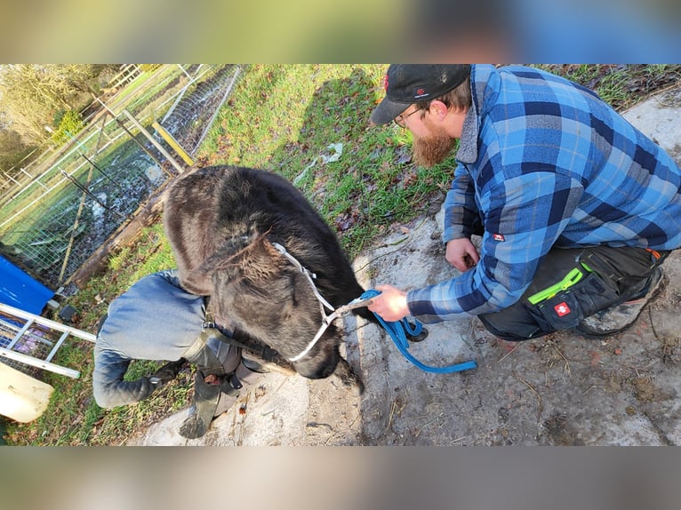 Falabella Stallion 2 years 7,3 hh Black in Leezdorf Falabella Stallion 2 years 7,3 hh Black in Leezdorf
