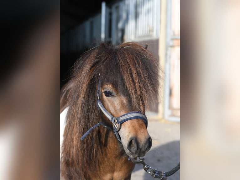 Falabella Stallion 2 years 8.1 hh Pinto in Geilenkirchen