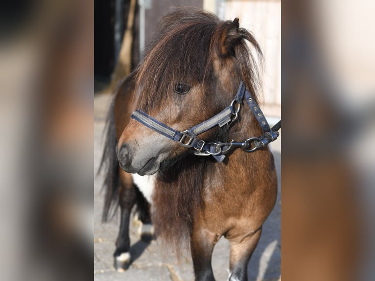 Falabella Stallion 2 years 8.1 hh Pinto in Geilenkirchen