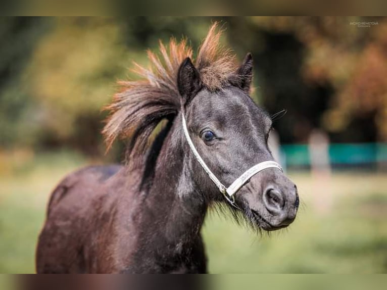 Falabella Stallion 2 years in Liběchov