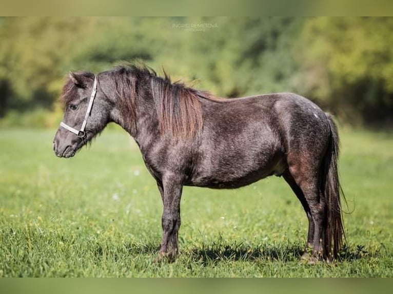 Falabella Stallion 2 years in Lib chov