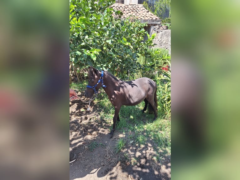 Falabella Stallion 3 years 7,2 hh Black in Solarino