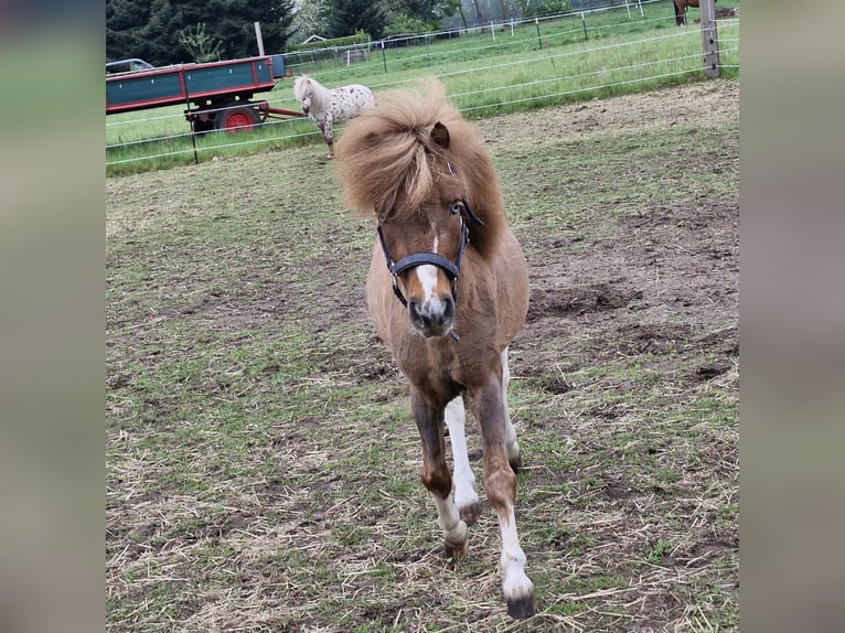 Falabella Stallion 4 years 8.3 hh Chestnut-Red in Schüttorf