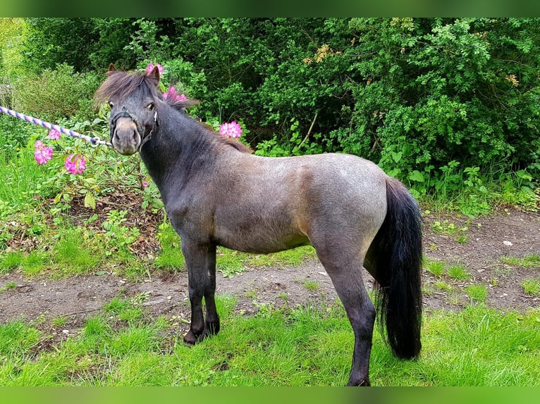 Falabella Stallion 7 years 7,3 hh Roan-Bay in Chantilly