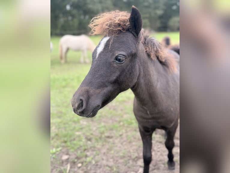 Falabella Stallion Foal (04/2026) 6.3 hh Black in Nijverdal