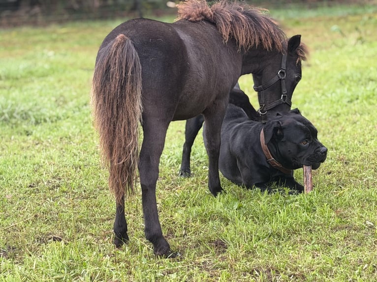 Falabella Stallion Foal (04/2026) 6.3 hh Black in Nijverdal