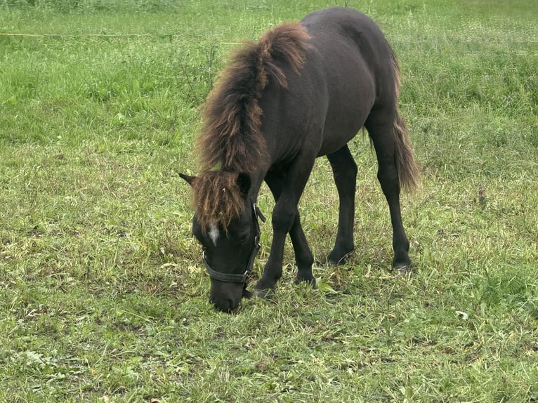 Falabella Stallion Foal (04/2026) 6.3 hh Black in Nijverdal
