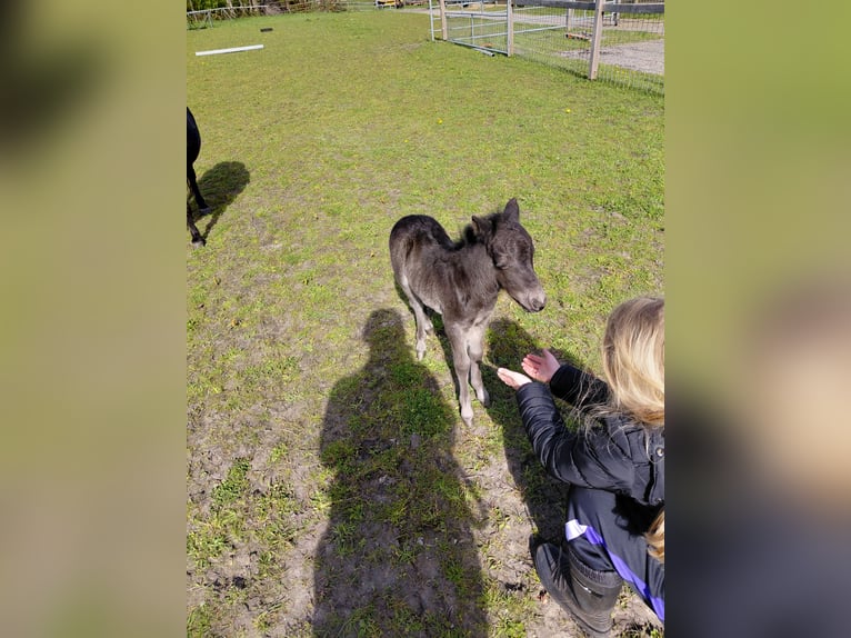 Falabella Stallion Foal (04/2026) 6.3 hh Smoky-Black in Kornhorn