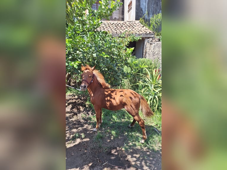 Falabella Mix Stallion Foal (03/2025) 7,3 hh Chestnut-Red in Solarino