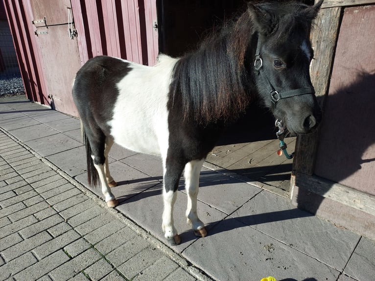 Falabella Sto 3 år 95 cm Pinto in Stekene