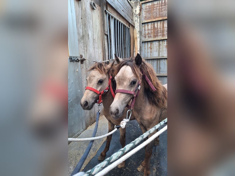 Falabella Stute 1 Jahr 73 cm Tigerschecke in SOLARINO