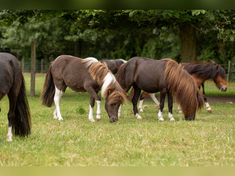 Falabella Stute 1 Jahr 79 cm Tobiano-alle-Farben in Kerkwerve