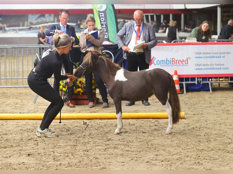 Falabella Stute 1 Jahr 79 cm Tobiano-alle-Farben in Kerkwerve