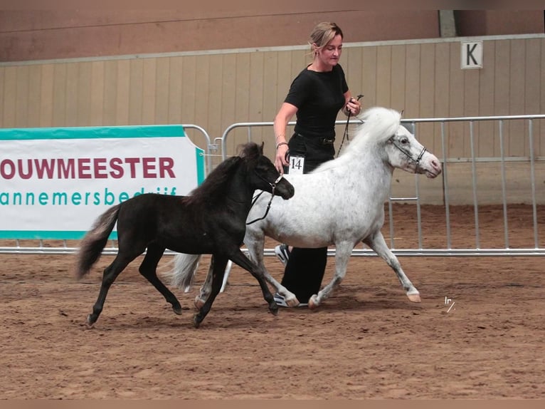Falabella Stute 1 Jahr Rappe in Sint Nicolaasga