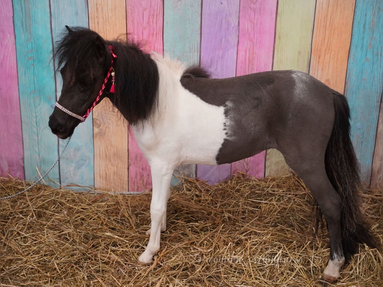 Falabella Stute 2 Jahre 74 cm  in kerry