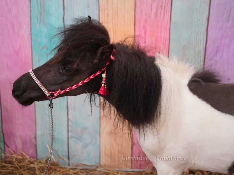 Falabella Stute 2 Jahre 74 cm  in kerry