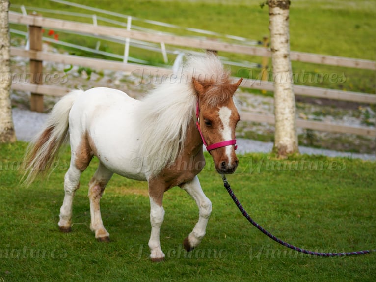 Falabella Mix Stute 2 Jahre 74 cm Tobiano-alle-Farben in kerry