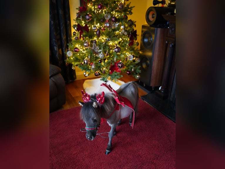 Falabella Stute 2 Jahre 76 cm  in kerry