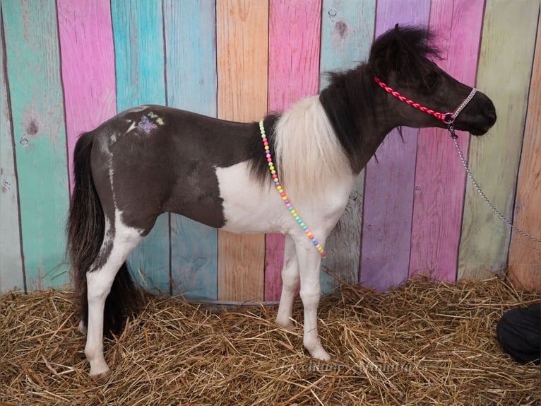 Falabella Stute 2 Jahre 76 cm  in kerry