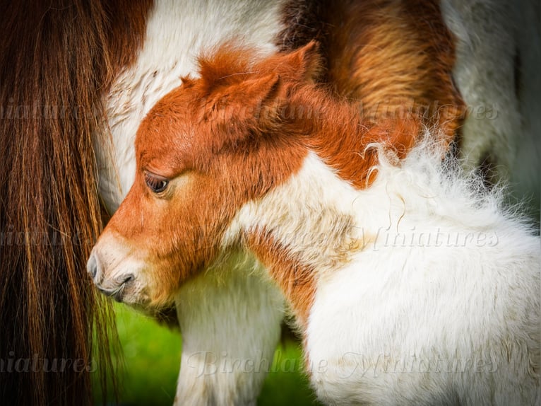 Falabella Mix Stute 5 Jahre 79 cm  in kerry