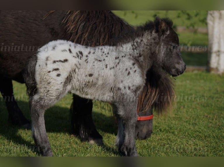 Falabella Stute 5 Jahre 79 cm  in kerry
