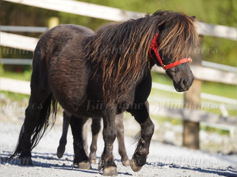 Falabella Stute 5 Jahre 79 cm  in kerry