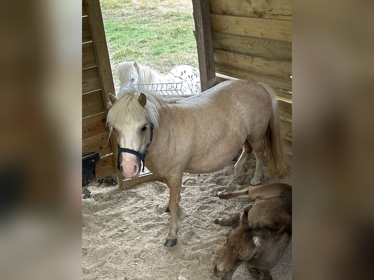 Falabella Stute 7 Jahre 76 cm Palomino in Trignac