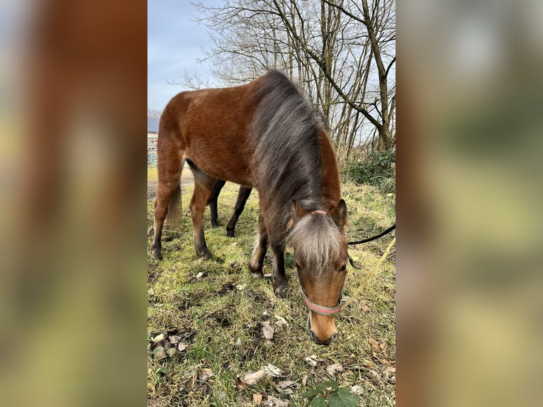 Falabella Mix Stute 7 Jahre 95 cm Falbe in Friedrichsthal