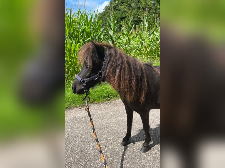 Falabella Stute 7 Jahre 98 cm Tigerschecke in Kornhorn