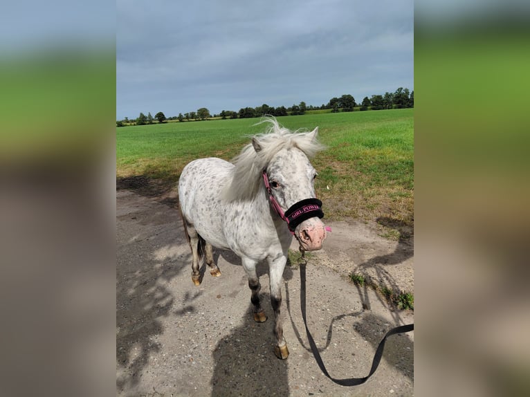 Falabella Stute 7 Jahre 98 cm Tigerschecke in Kornhorn