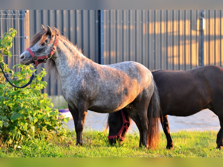 Falabella Stute 9 Jahre 87 cm Tigerschecke in Skibin