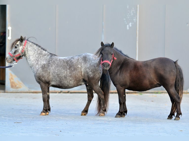Falabella Stute 9 Jahre 87 cm Tigerschecke in Skibin