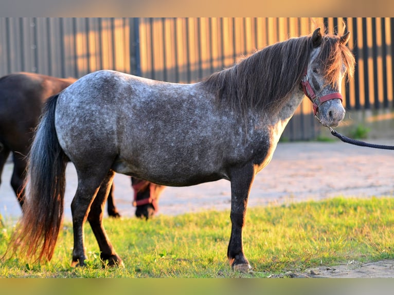Falabella Stute 9 Jahre 87 cm Tigerschecke in Skibin