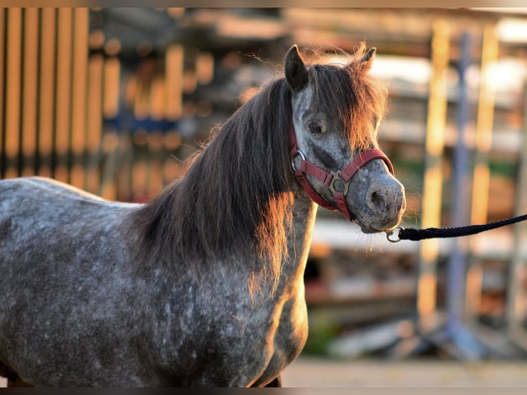 Falabella Stute 9 Jahre 87 cm Tigerschecke in Skibin