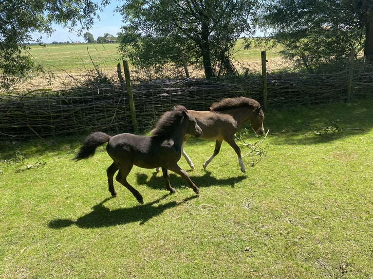 Falabella Stute Fohlen (04/2025) 78 cm Rappe in Kerkwerve
