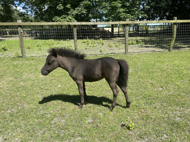 Falabella Stute Fohlen (04/2025) 78 cm Rappe in Kerkwerve