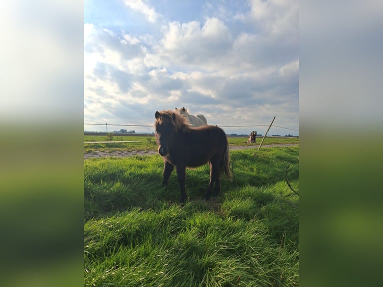 Falabella Stute Fohlen (04/2026) Dunkelbrauner in Upgant-Schott