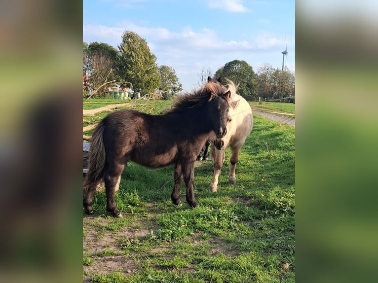 Falabella Stute Fohlen (04/2026) Dunkelbrauner in Upgant-Schott