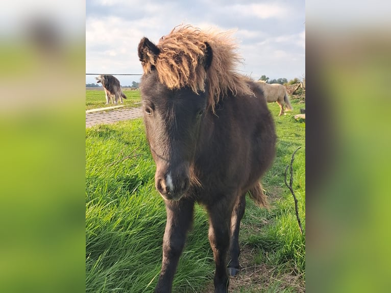 Falabella Stute Fohlen (04/2026) Dunkelbrauner in Upgant-Schott