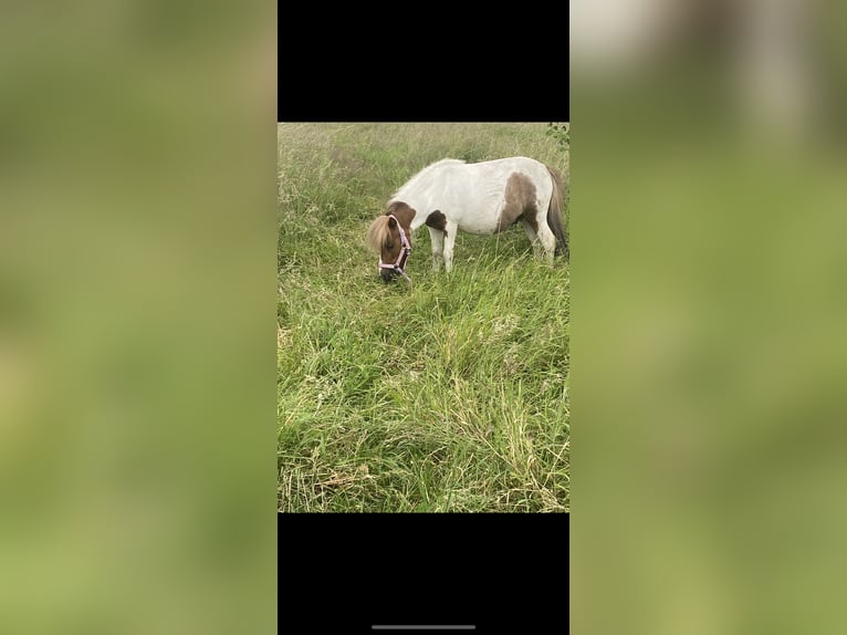 Falabella Wallach 8 Jahre 95 cm Schecke in M&#xFC;nzenberg