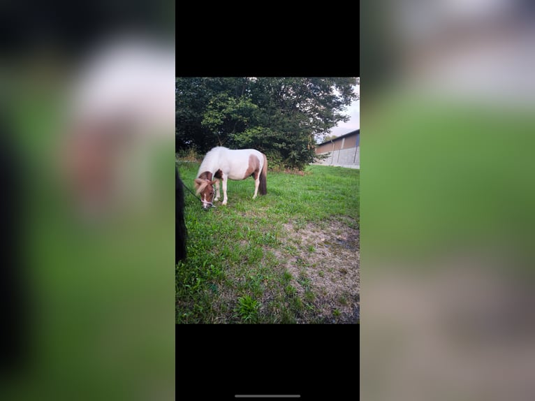 Falabella Wallach 8 Jahre 95 cm Schecke in M&#xFC;nzenberg