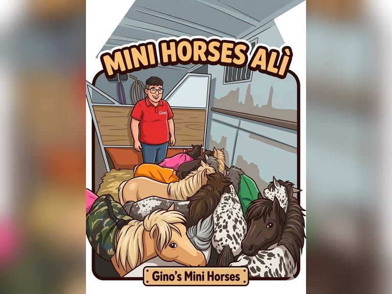 Falabella Yegua 1 año 65 cm  in Solarino