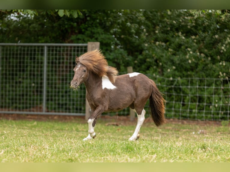 Falabella Yegua 1 año 79 cm Tobiano-todas las-capas in Kerkwerve