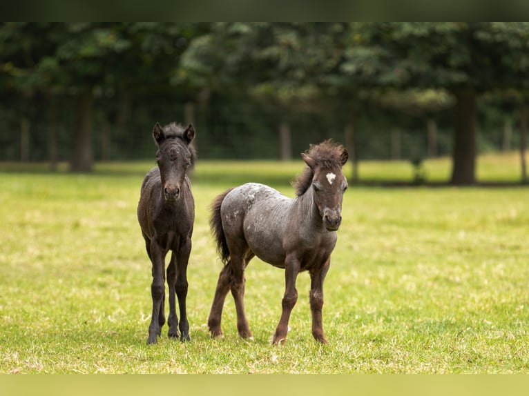 Falabella Yegua 1 año 79 cm Tobiano-todas las-capas in Kerkwerve