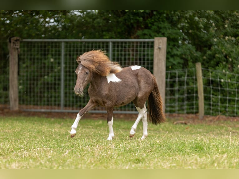 Falabella Yegua 1 año 79 cm Tobiano-todas las-capas in Kerkwerve
