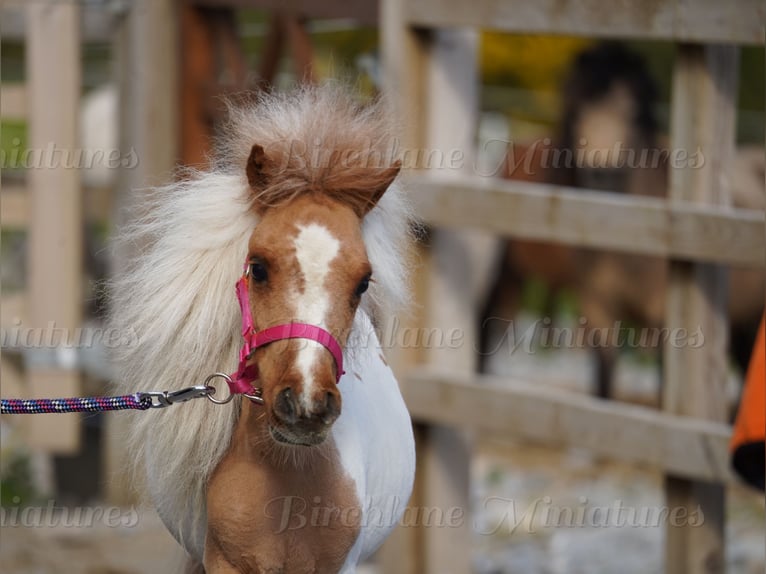 Falabella Mestizo Yegua 2 años 74 cm Tobiano-todas las-capas in kerry