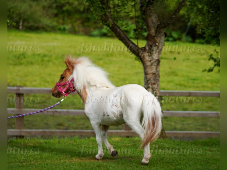 Falabella Mestizo Yegua 2 años 74 cm Tobiano-todas las-capas in kerry