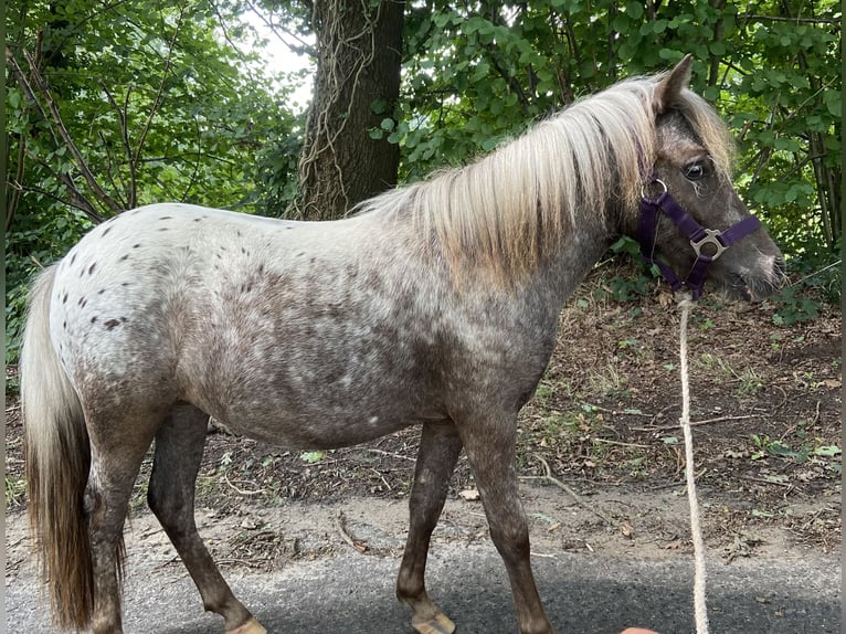 Falabella Yegua 2 años 90 cm in Bad Bentheim