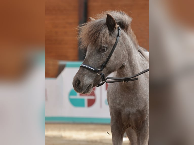 Falabella Yegua 2 años 90 cm in Bad Bentheim