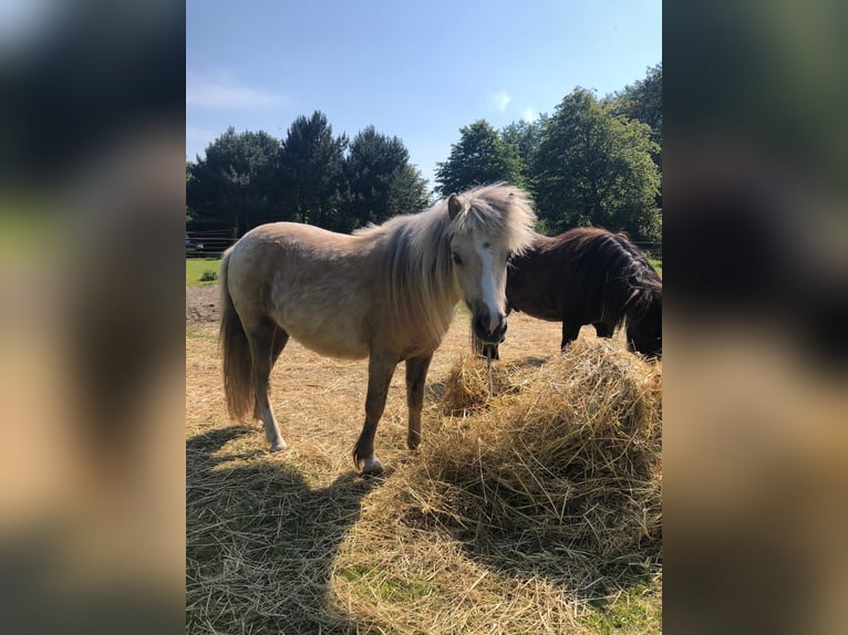 Falabella Yegua 4 años 87 cm Palomino in Kerkwerve